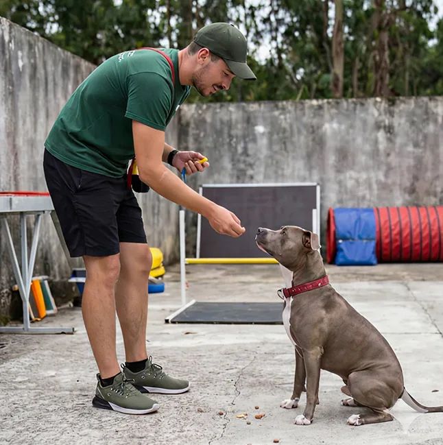 Cão em treino de foco com o Simão