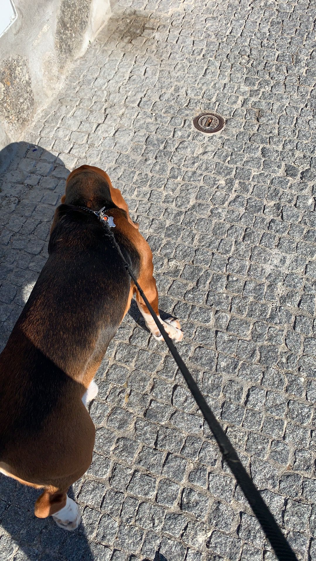 Basset Hound