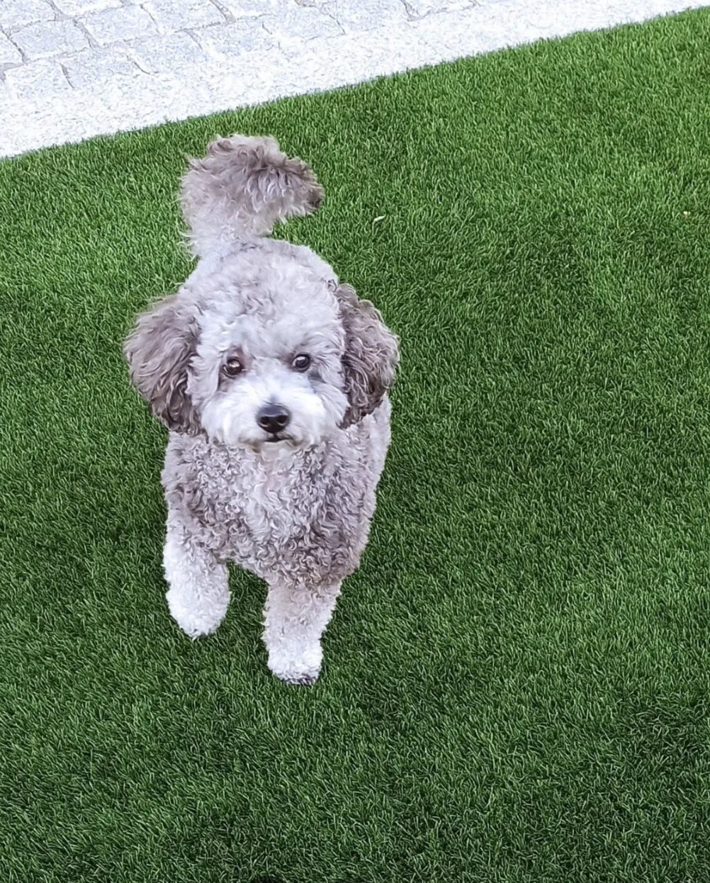Pupie