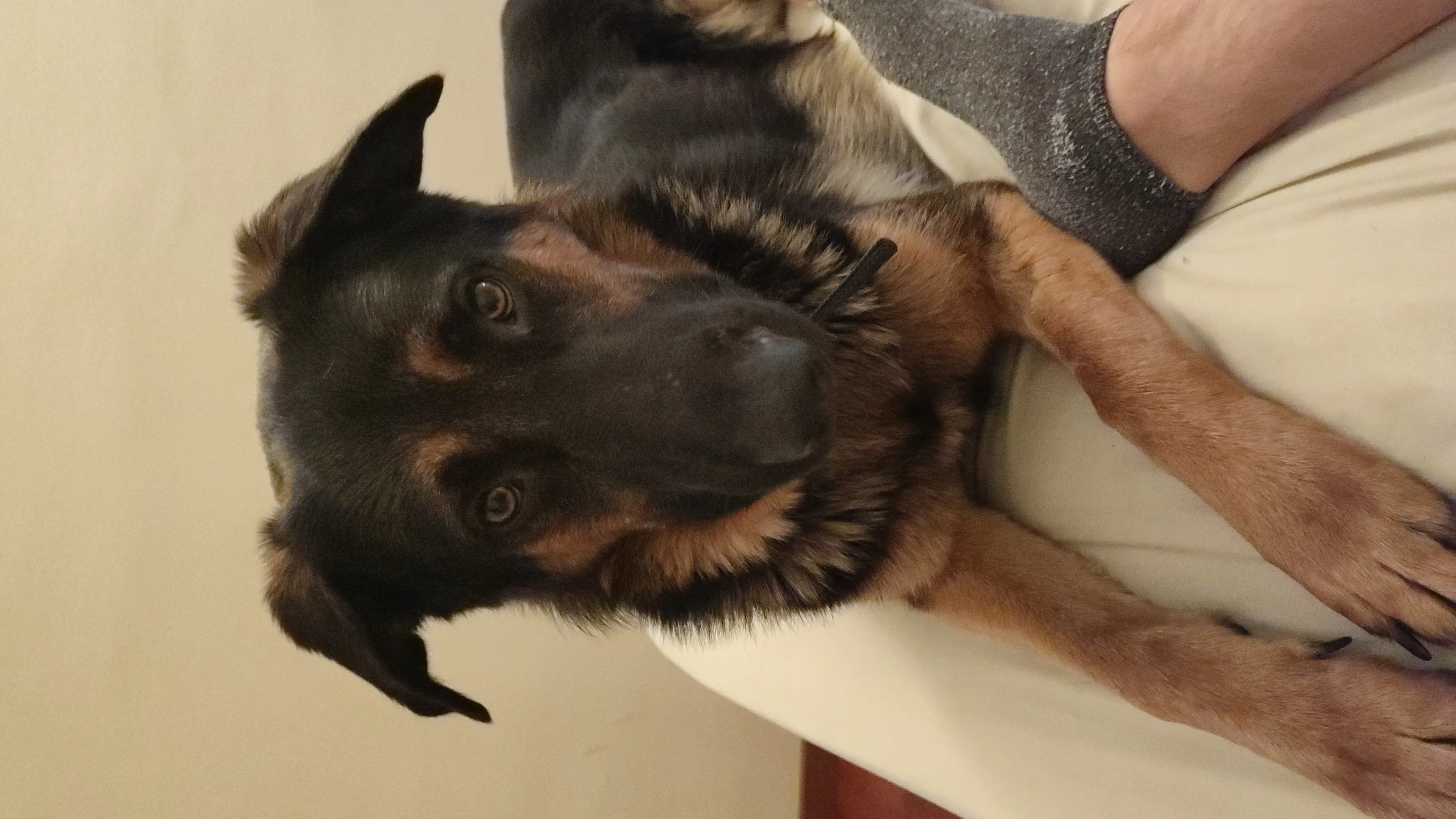 Lyon em cachorro