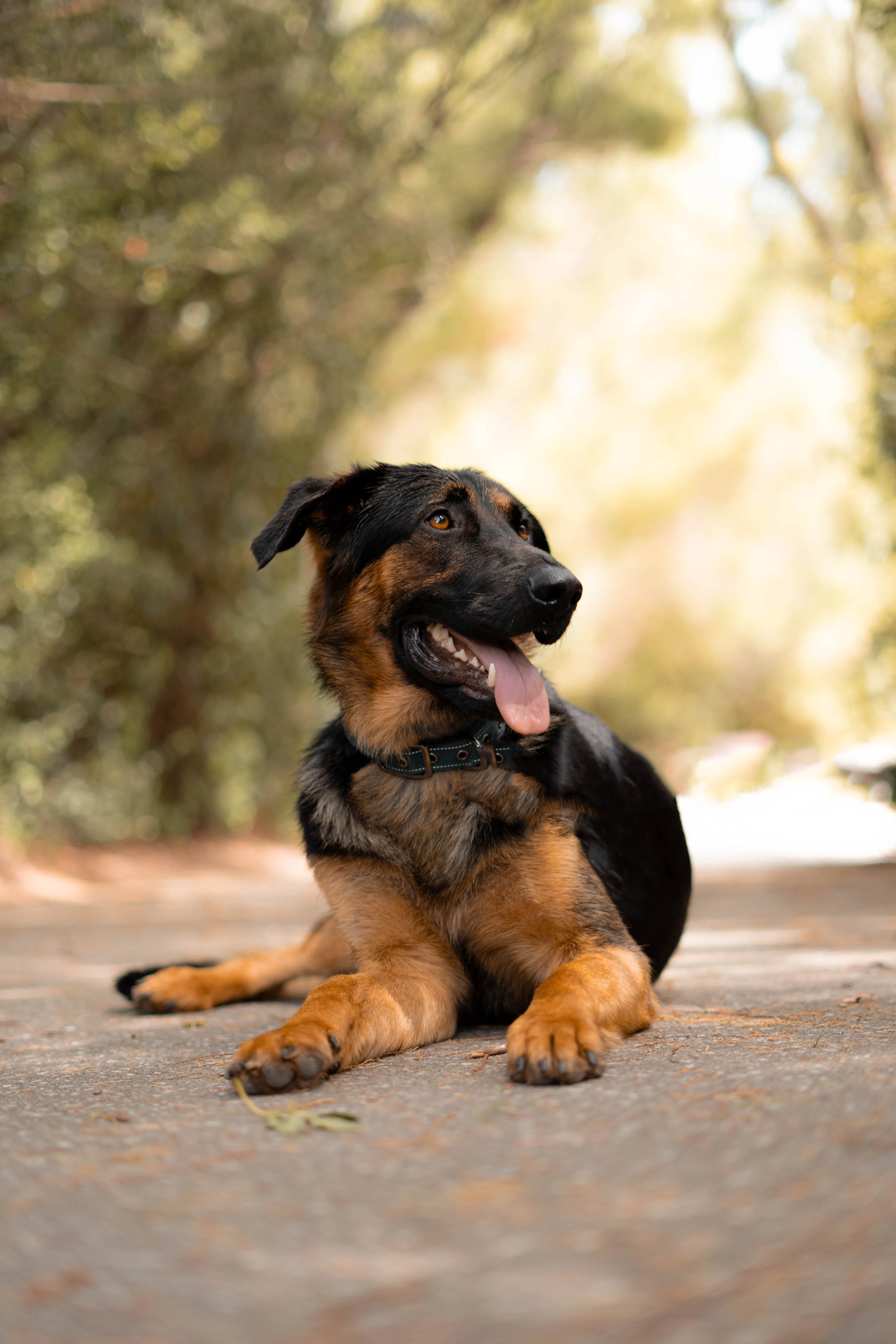 Cão equilibrado