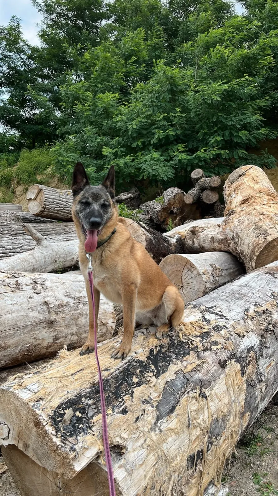 Malinois calmo e focado em trabalho de liberdade