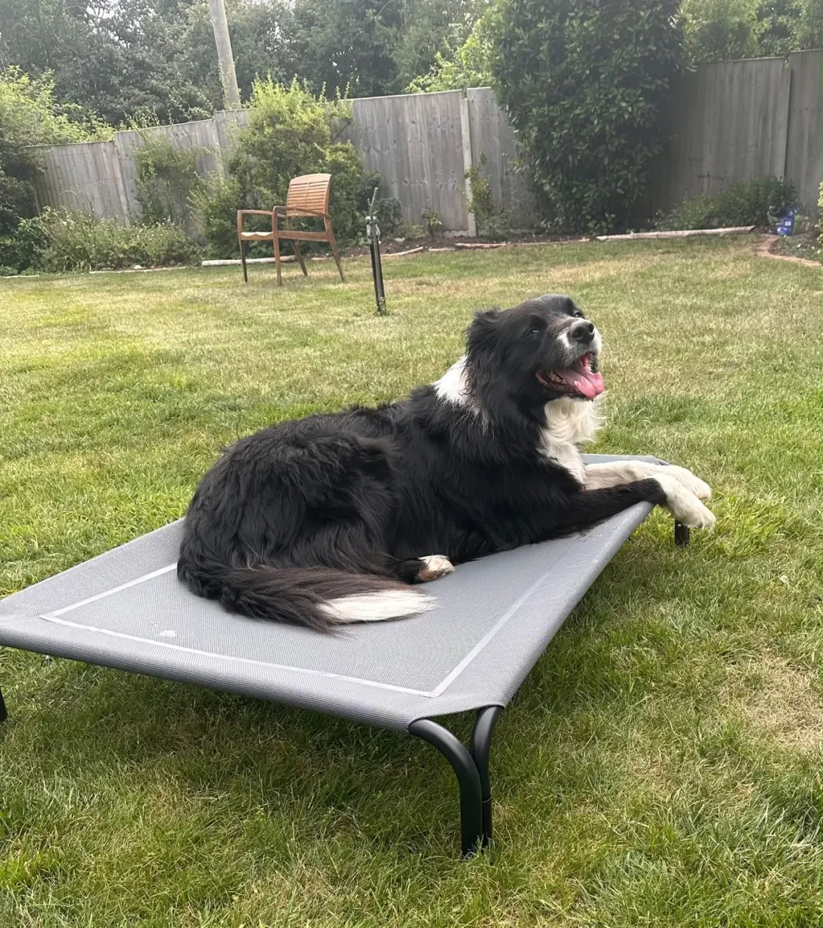 Border Collie em trabalho de lugar, calmo e relaxado